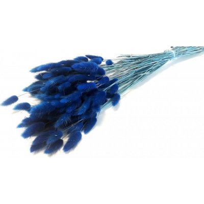 Sušený lagurus (králičí ocásek) tmavě modrý NAVY – Zboží Mobilmania