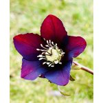 Helleborus or. 'Halcyon Early Dark Red' Velikost hrnku: 10,5 zel – Zboží Dáma