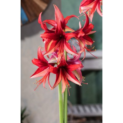 Hvězdník 'Quito' 1 ks – Sleviste.cz