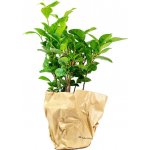 Gardners Camellia sinensis (Čajovník), průměr 10,5 cm Čajovník – Hledejceny.cz