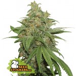 Seedstockers AK420 AUTO semena neobsahují THC 3 ks – Zbozi.Blesk.cz
