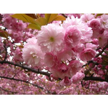 Prunus serrulata Kanzan - okrasná třešeň - Sakura