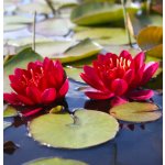 Nymphaea 'Burgundy Princess' – košík 11x11 cm – Hledejceny.cz