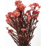 Stabilizovaná rýžová tráva - Millet růžová – Zboží Dáma