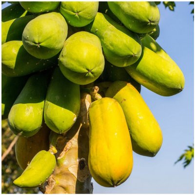 Papája melounová - Carica papaya - semena papáji - 4 ks – Zboží Mobilmania