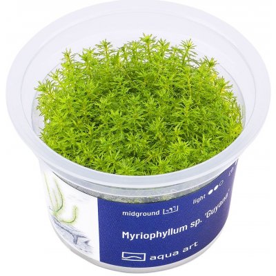 Myriophyllum sp. Guyana – Sleviste.cz