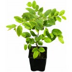 Carpinus betulus Prodejní velikost: 040/060, Velikost hrnku: 1 l – Sleviste.cz