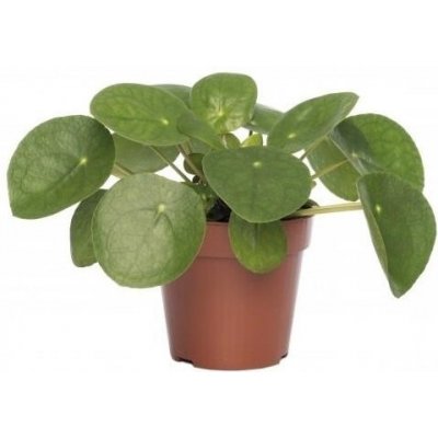 Pilea peperomioides