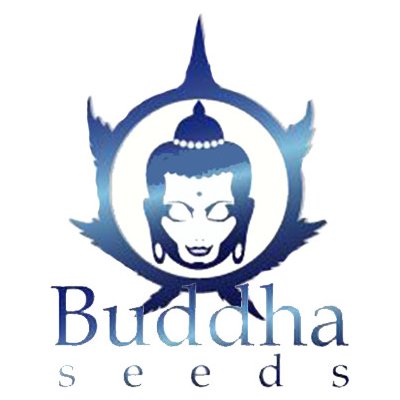 Buddha seeds Kraken Počet ks Feminizované: 5