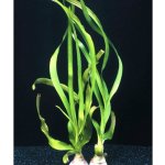 Crinum thaianum - Křín thajský – Zboží Mobilmania