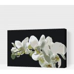 Vymalujsisam Malování podle čísel Bílá orchidej 2 – Zboží Dáma Vymalujsisam Malování podle čísel Bílá orchidej 2 – Zboží Dáma