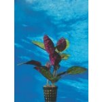 Hemigraphis colorata – Zboží Dáma