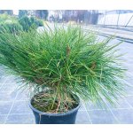 Pinus densiflora 'Alice Verkade' Prodejní velikost: 020/030, Velikost hrnku: 5 l