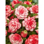 Begónie 'Picotee white-red' 2 ks – HobbyKompas.cz