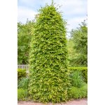 Agarden Habr obecný 'Carpinus betulus' Velikost kontejneru: 0,5l – Zboží Mobilmania