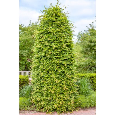 Agarden Habr obecný 'Carpinus betulus' Velikost kontejneru: 0,5l – Zboží Mobilmania