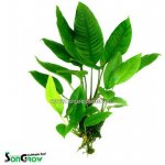 Anubias heterophylla – Zboží Mobilmania