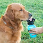 Aqua Dog 0118 cestovní láhev na vodu pro psa 0,5 l – Hledejceny.cz