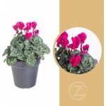 Brambořík, Cyclamen, fialový, průměr květináče 10 - 11 cm – Zboží Mobilmania