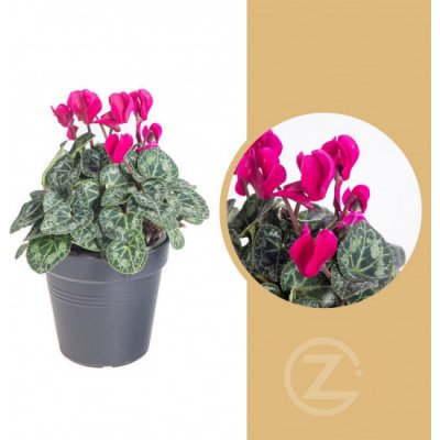 Brambořík, Cyclamen, fialový, průměr květináče 10 - 11 cm – Zboží Mobilmania