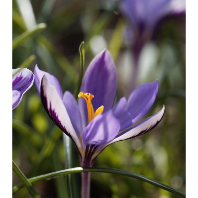 Krokus Spring Beauty - Crocus minimus - cibuloviny - 3 ks