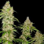 Sensi Seeds Banana Kush Cake AUTO semena neobsahují THC 5 ks – Zboží Dáma