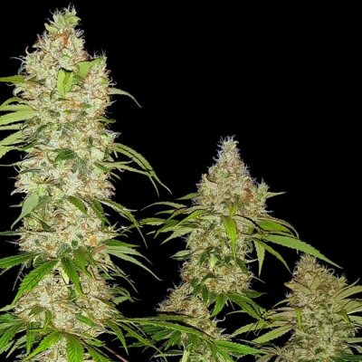 Sensi Seeds Banana Kush Cake AUTO semena neobsahují THC 5 ks – Zboží Dáma