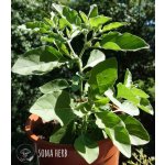 SOMA HERB Ashwagandha prášek 100 g – Hledejceny.cz