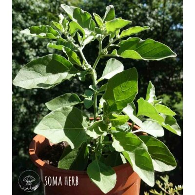 SOMA HERB Ashwagandha prášek 100 g – Hledejceny.cz