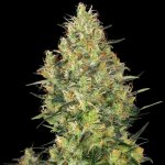 Sensi Seeds Shiva Skunk Regular semena neobsahují THC 10Ks – Zboží Mobilmania