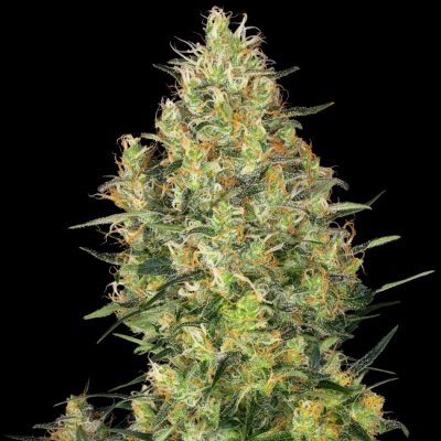 Sensi Seeds Shiva Skunk Regular semena neobsahují THC 10Ks – Zboží Mobilmania