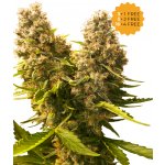 Sensi Seeds Banana Kush Cake AUTO semena neobsahují THC 3 ks – Sleviste.cz