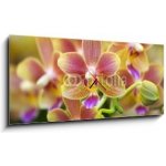 Obraz s hodinami 1D panorama - 120 x 50 cm - Pink Yellow Spotted Orchids Hong Kong Flower Market Růžové žluté skvrnité orchideje Hongkongský květinový trh – Hledejceny.cz