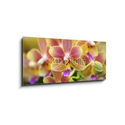 Obraz s hodinami 1D panorama - 120 x 50 cm - Pink Yellow Spotted Orchids Hong Kong Flower Market Růžové žluté skvrnité orchideje Hongkongský květinový trh – Hledejceny.cz