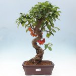 e-bonsai Venkovní bonsai -Malus halliana - Maloplodá jabloň – Zboží Dáma