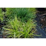 Ophiopogon japonica – Zboží Mobilmania