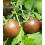 BIO Rajče černé Cherry - Solanum lycopersicum - bio osivo rajčat - 6 ks