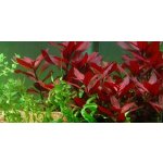 Ludwigia repens Rubin – Zbozi.Blesk.cz