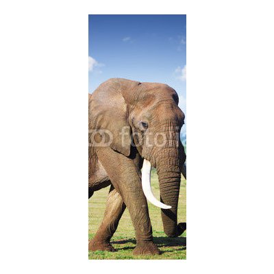 WEBLUX 44048170 Samolepka na lednici fólie Elephant with large tusks Slon s velkými kly rozměry 80 x 200 cm – Zboží Mobilmania