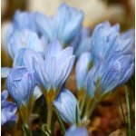 Lukon Glads Crocus SKY BLUE - šafrán, krokus – Zbozi.Blesk.cz