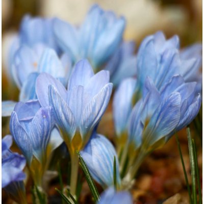 Lukon Glads Crocus SKY BLUE - šafrán, krokus – Zbozi.Blesk.cz