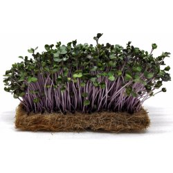 Tiny Greens Červené zelí Scarlet - BIO semínka na klíčení a microgreens Množství: 50g