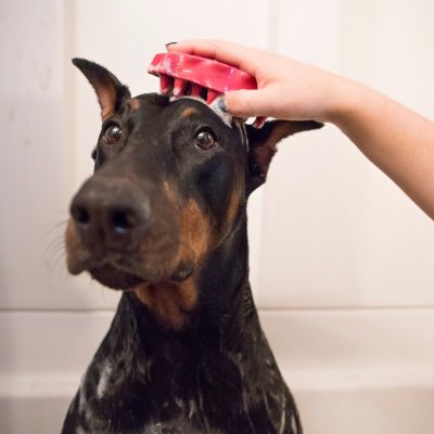 Kong Kartáč gumový ZoomGroom růžový L – Zboží Mobilmania