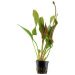 Echinodorus Red Diamond – Zboží Dáma