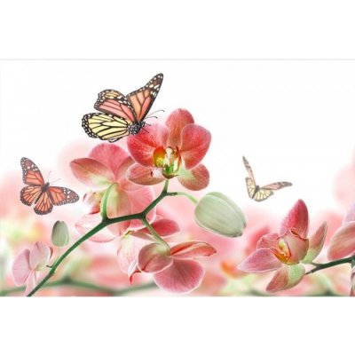 Dimex MA-5-0146 Samolepicí vliesová fototapeta na zeď Motýli a orchideje rozměry 375 x 250 cm – Zboží Mobilmania