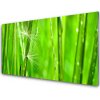 Obraz akrylový obraz Tráva Rostlina Příroda 100x50 cm