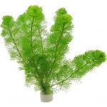 Cabomba aquatica - Kabomba vodní – Sleviste.cz