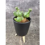 Euphorbia Globosa mini – Zboží Mobilmania