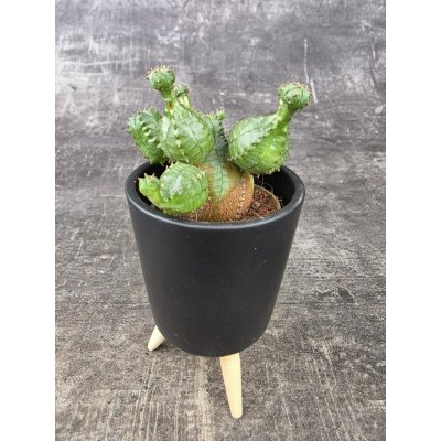 Euphorbia Globosa mini – Zboží Mobilmania
