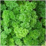 Petržel kadeřavá - Petroselinum crispum convar. vulgare - semena petržele - 500 ks – Zboží Dáma